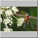 Dolichomitus messor - Schlupfwespe w02d 30mm - OS-Hellern Wiese det06.jpg